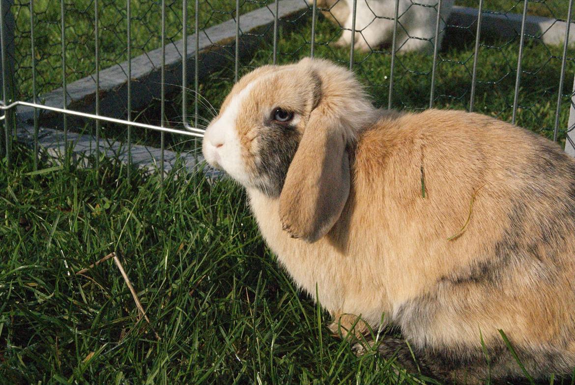 Kanin |DV| Aras´ Piccoli billede 18