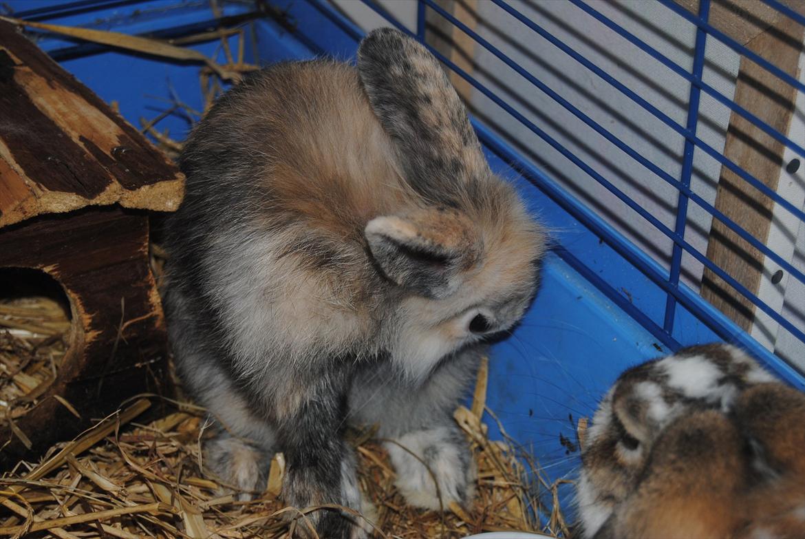 Kanin Bunnie<3 :'D billede 14