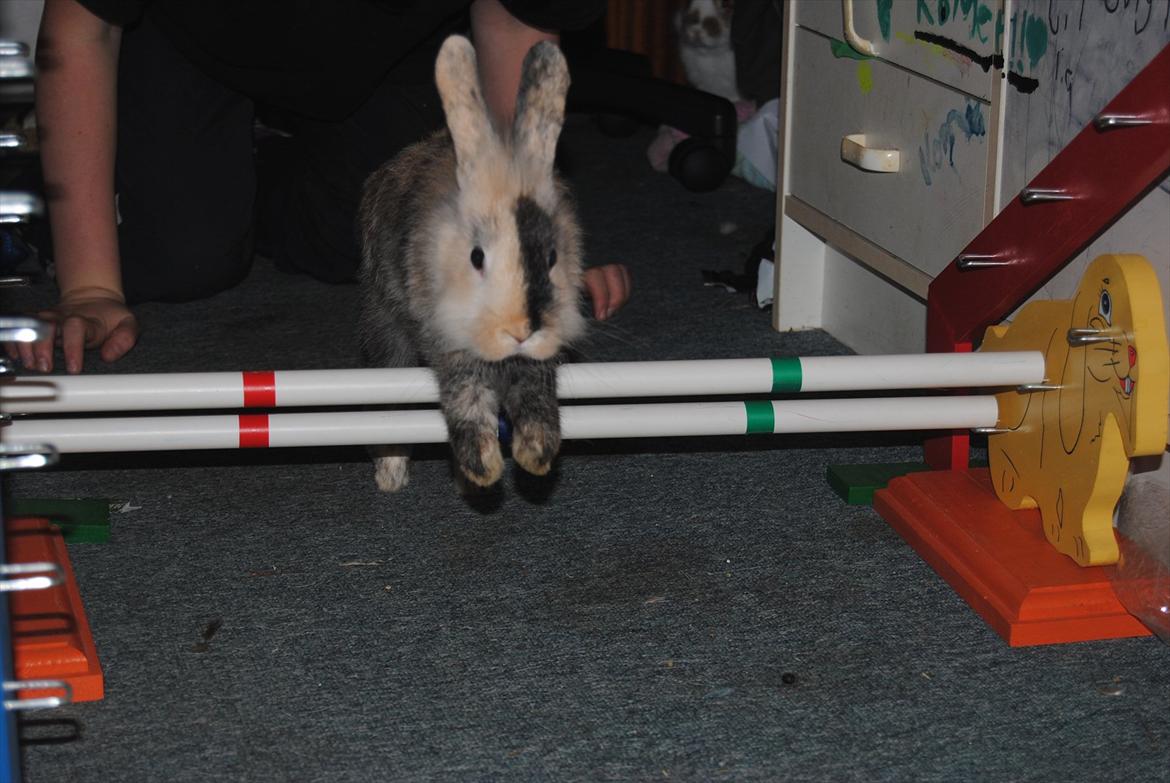 Kanin Bunnie<3 :'D billede 9