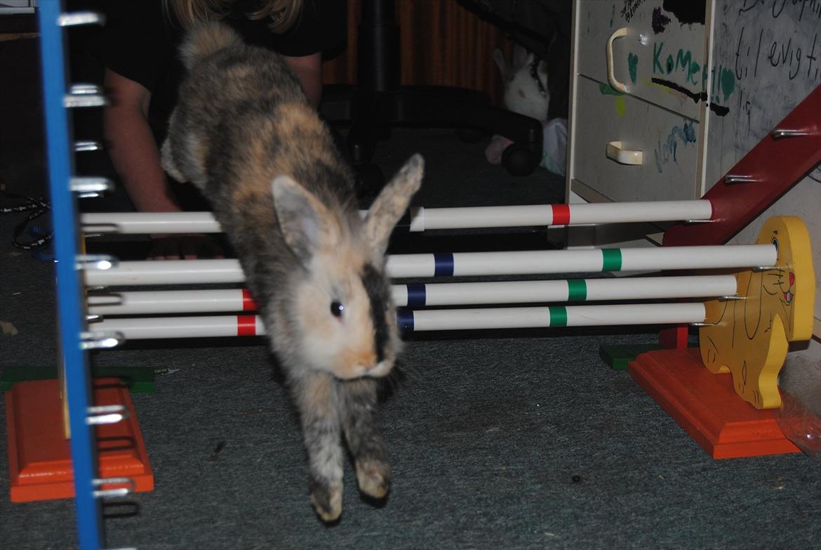 Kanin Bunnie<3 :'D billede 6