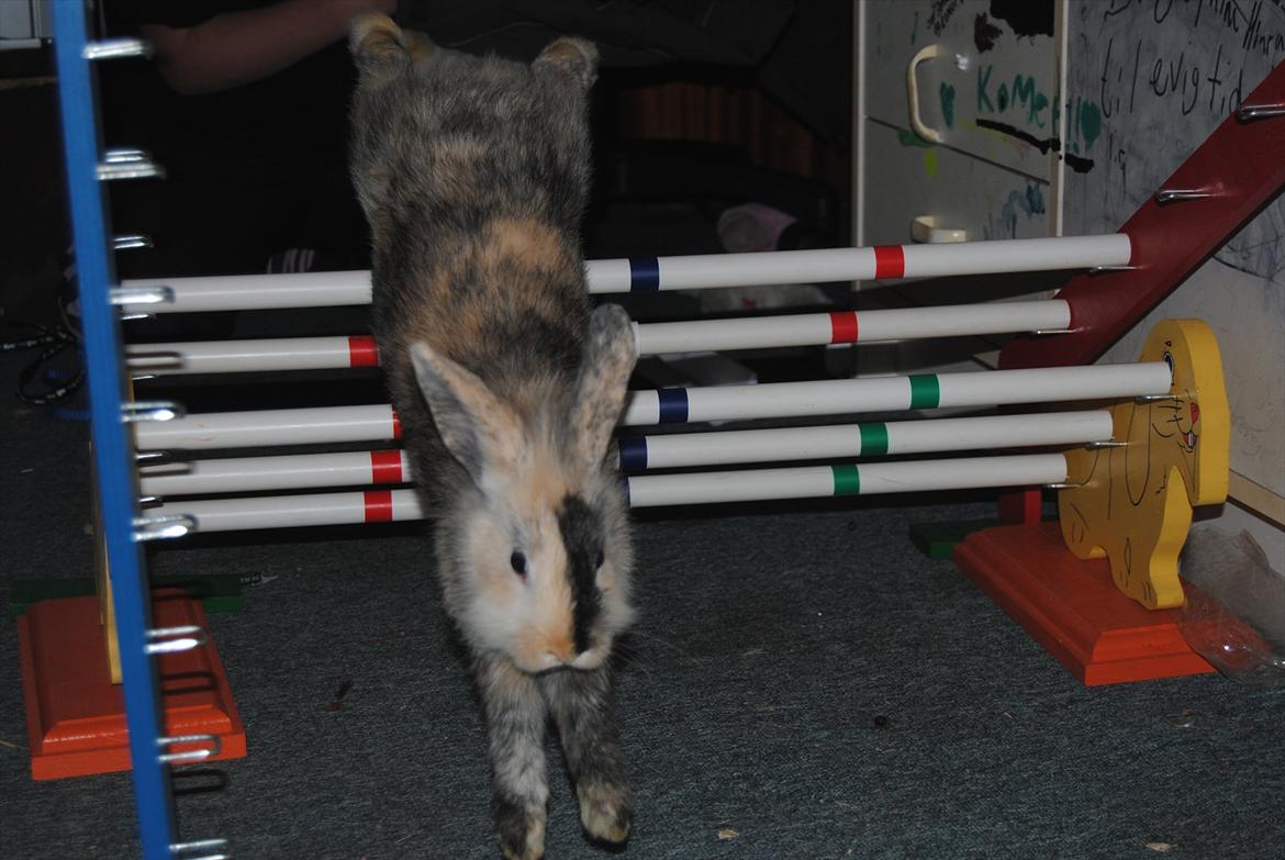 Kanin Bunnie<3 :'D billede 7