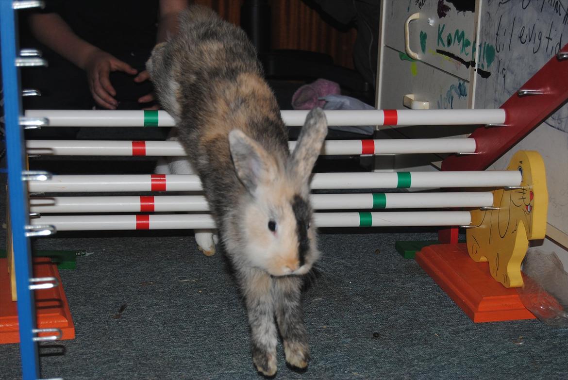 Kanin Bunnie<3 :'D billede 5