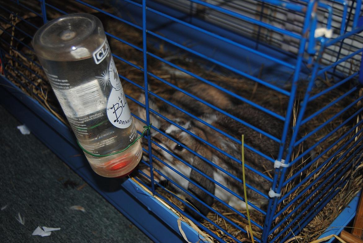 Kanin Baby Royal<3:-* billede 9