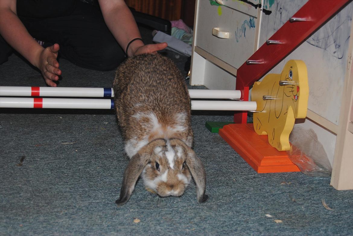 Kanin Baby Royal<3:-* billede 8