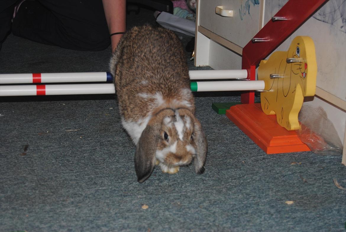 Kanin Baby Royal<3:-* billede 6