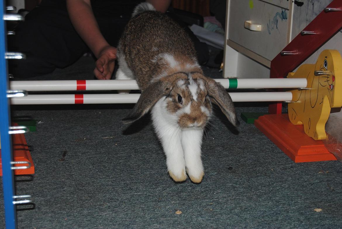 Kanin Baby Royal<3:-* billede 1