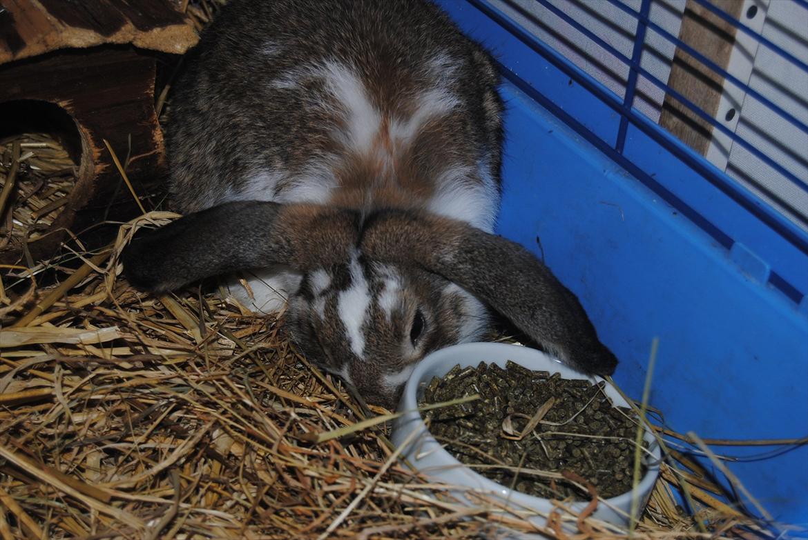 Kanin Baby Royal<3:-* billede 7