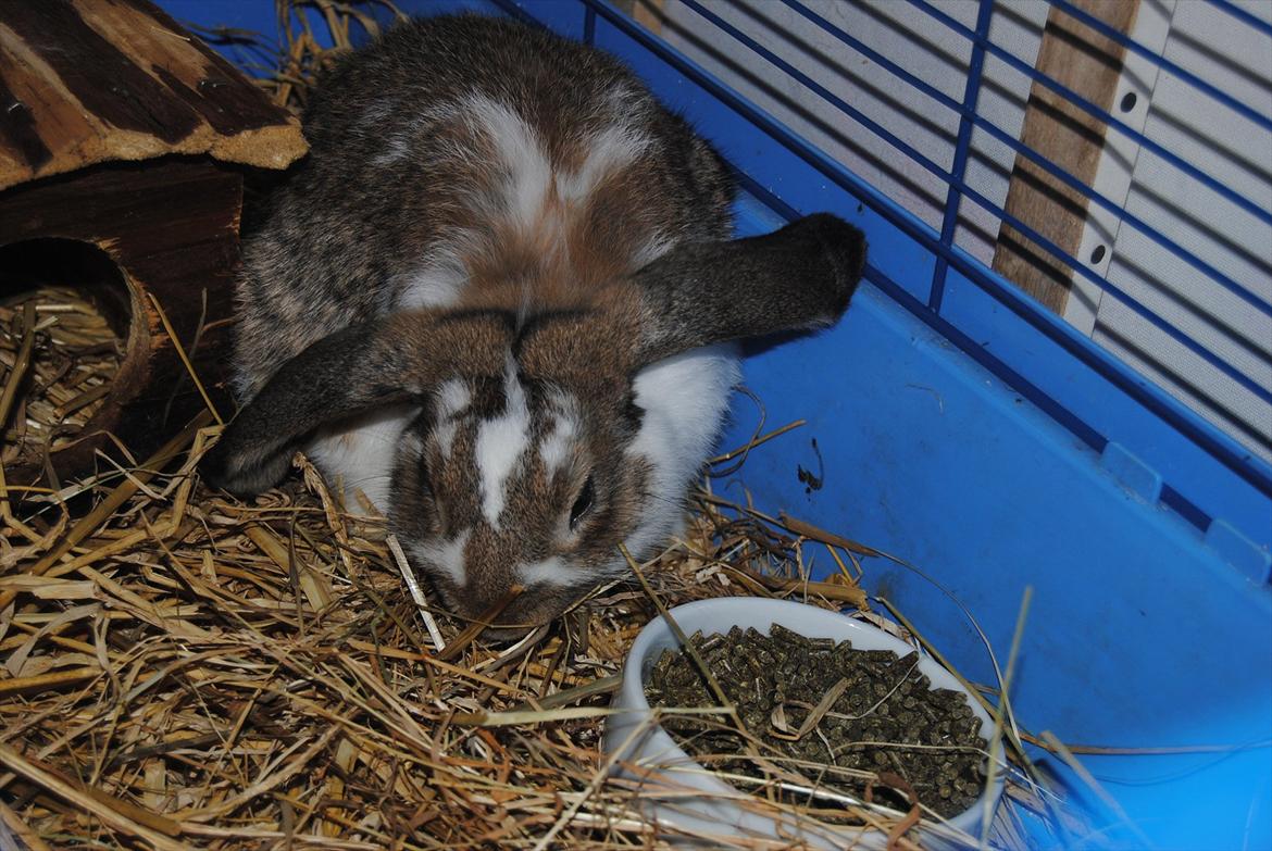 Kanin Baby Royal<3:-* billede 10