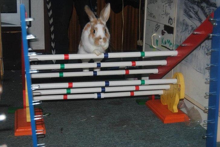 Kanin Hyggegården´s Ninus<3 (Stjernen) My little s - Sig ikke han ikke kan springe:-D billede 2