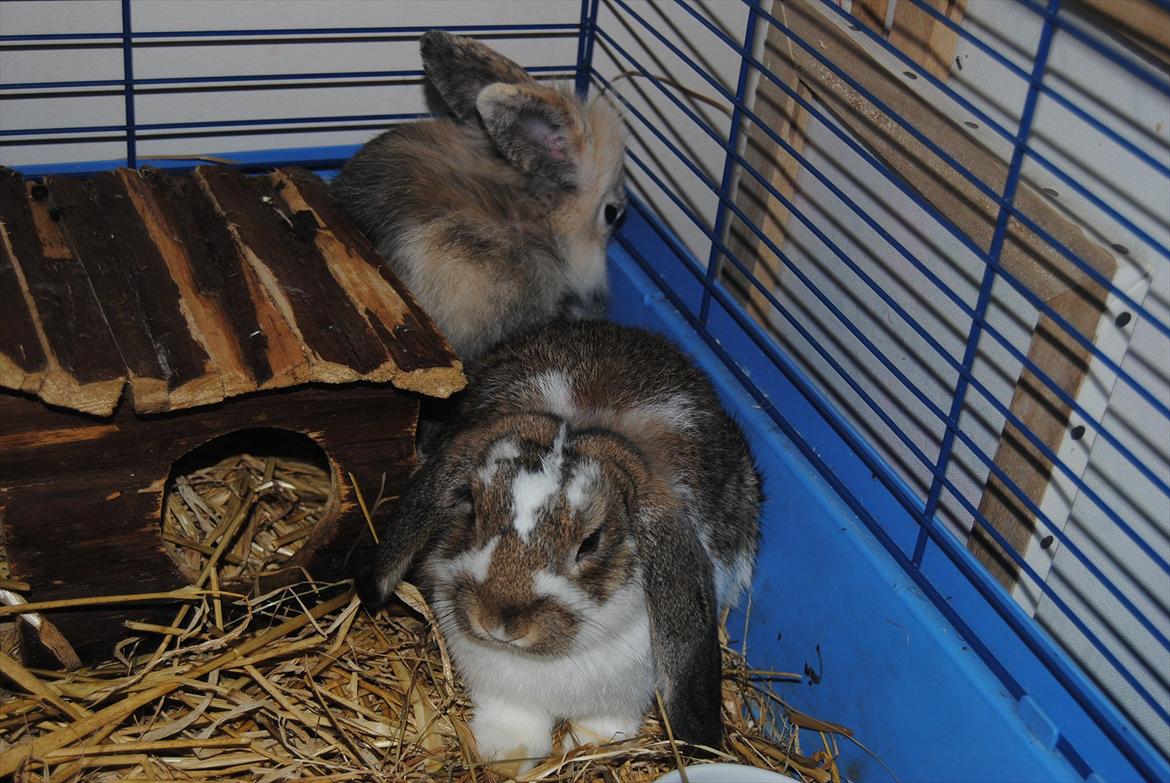 Kanin Baby Royal<3:-* billede 5