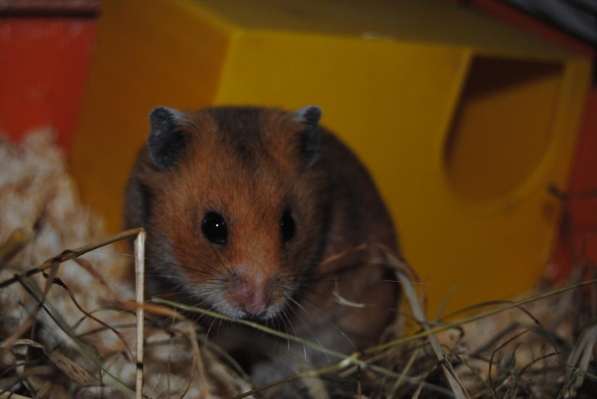 Hamster Hans<3;;TYKKE;; billede 2