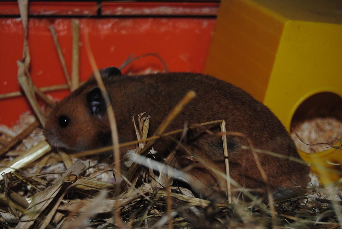 Hamster Hans<3;;TYKKE;; billede 3