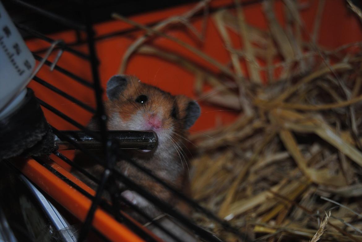 Hamster Hans<3;;TYKKE;; billede 1