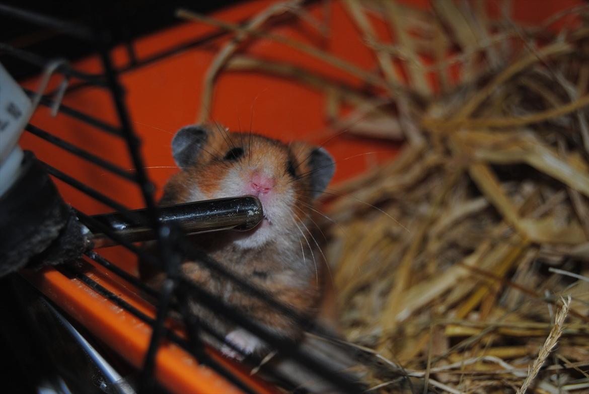 Hamster Hans<3;;TYKKE;; billede 4