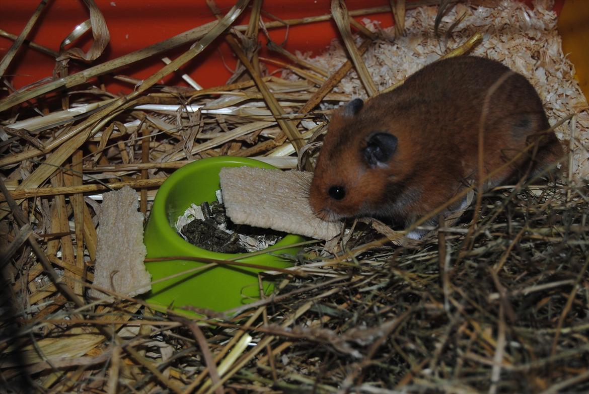 Hamster Hans<3;;TYKKE;; billede 5