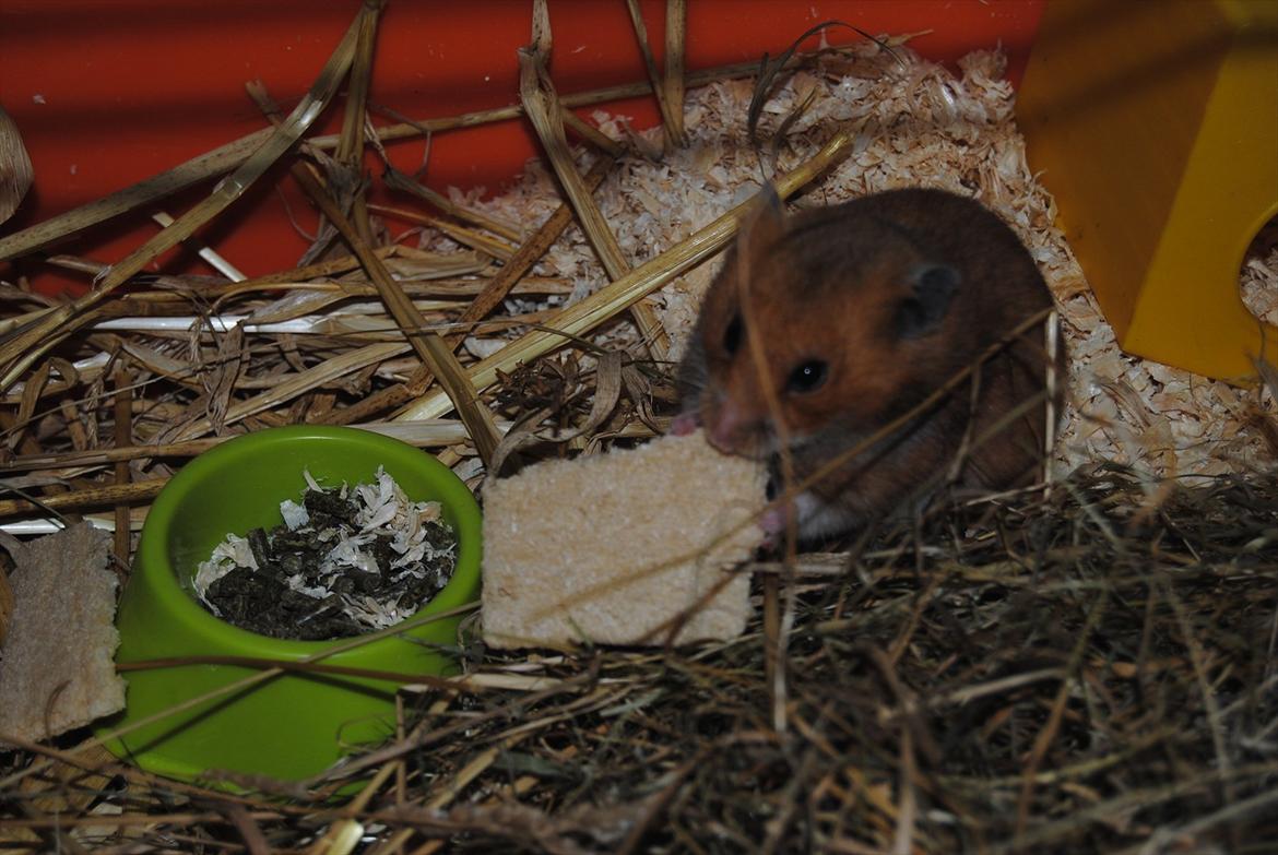 Hamster Hans<3;;TYKKE;; billede 6