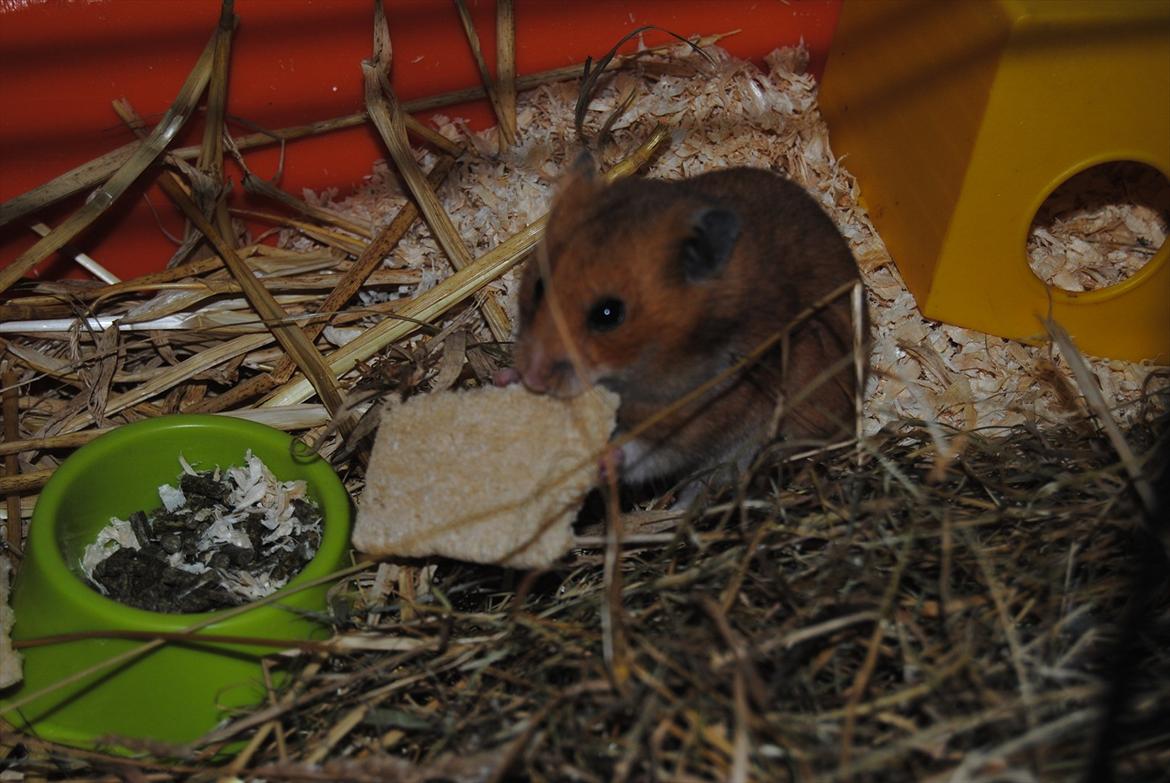 Hamster Hans<3;;TYKKE;; billede 7