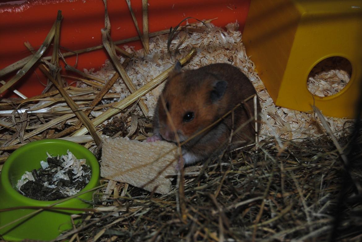 Hamster Hans<3;;TYKKE;; billede 8