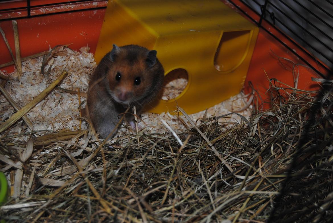 Hamster Hans<3;;TYKKE;; billede 9