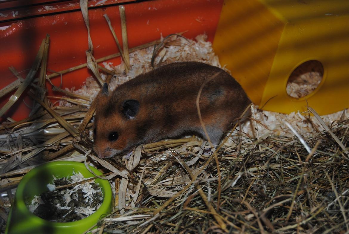 Hamster Hans<3;;TYKKE;; billede 10