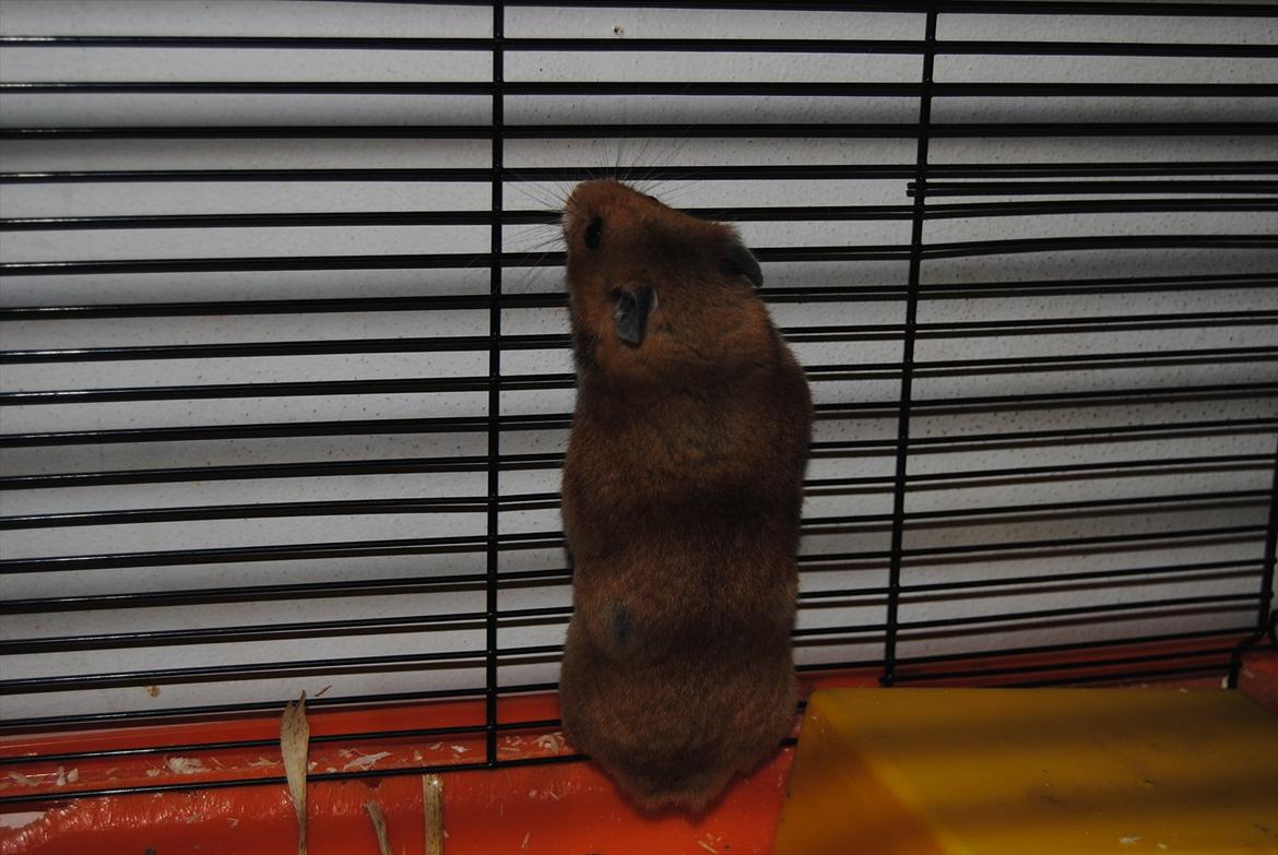 Hamster Hans<3;;TYKKE;; billede 11