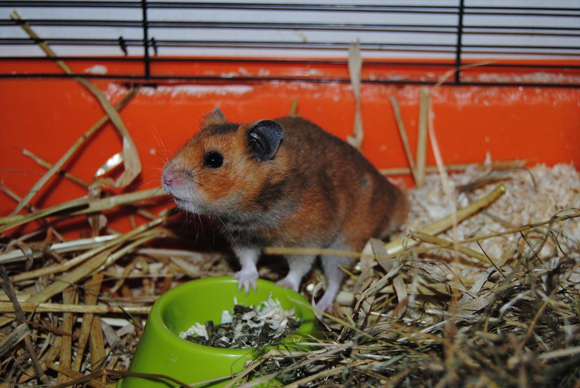 Hamster Hans<3;;TYKKE;; billede 12