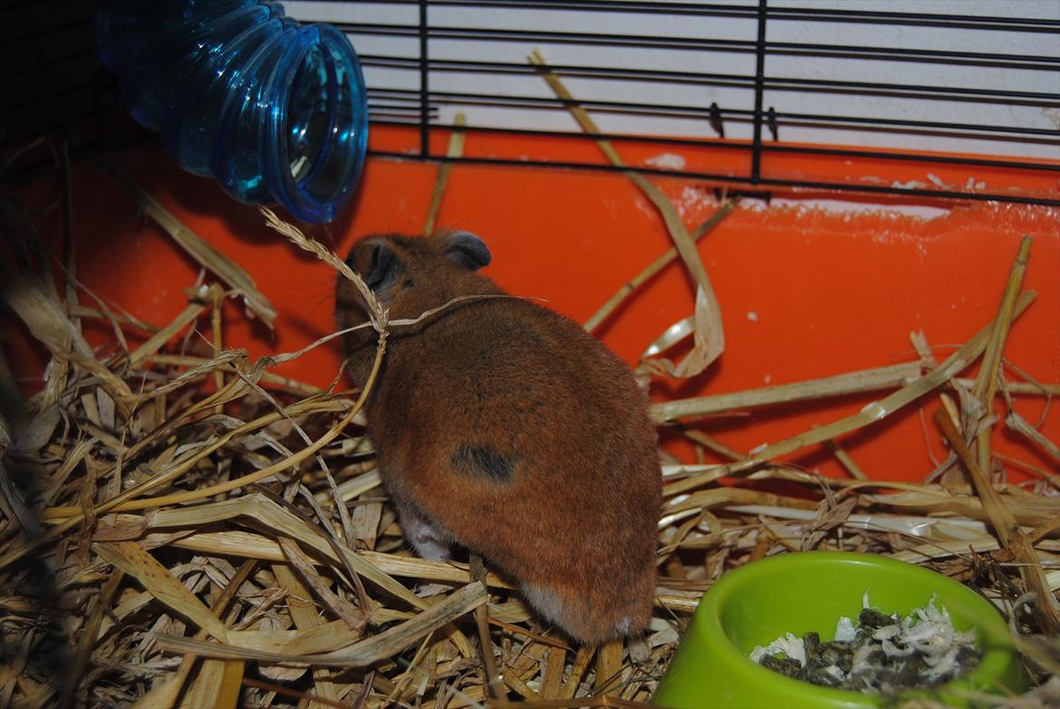 Hamster Hans<3;;TYKKE;; billede 13