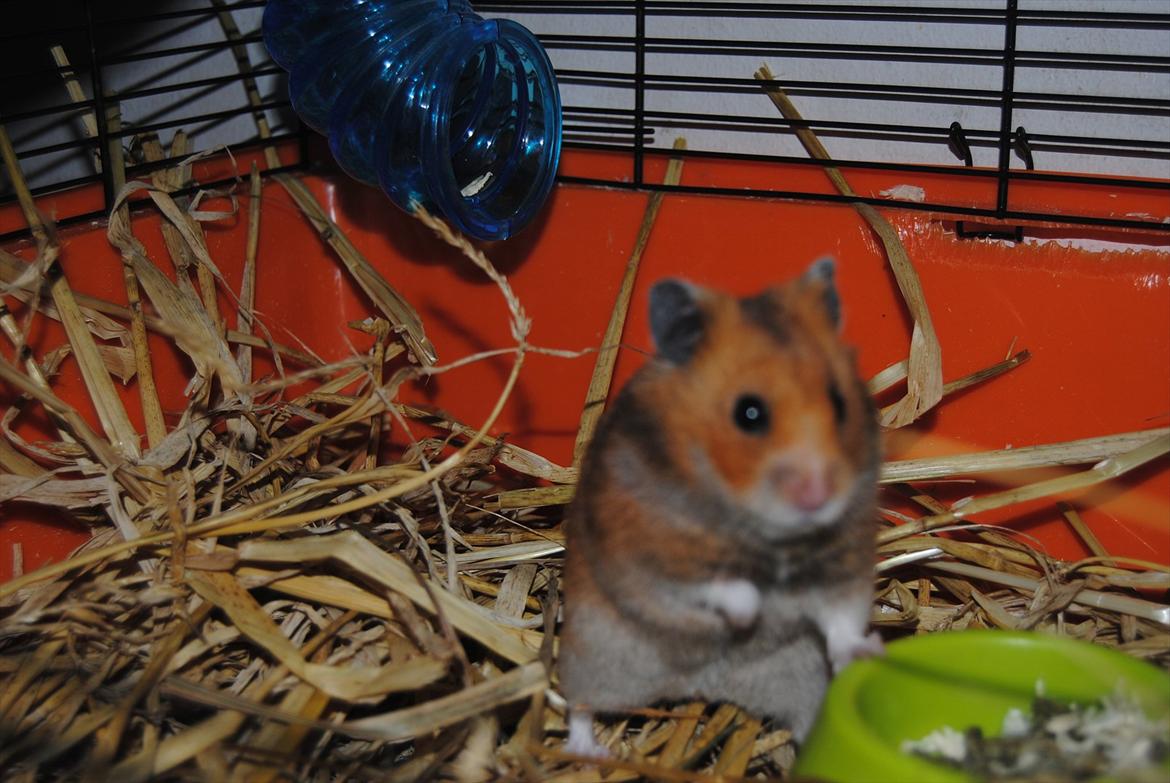 Hamster Hans<3;;TYKKE;; billede 14