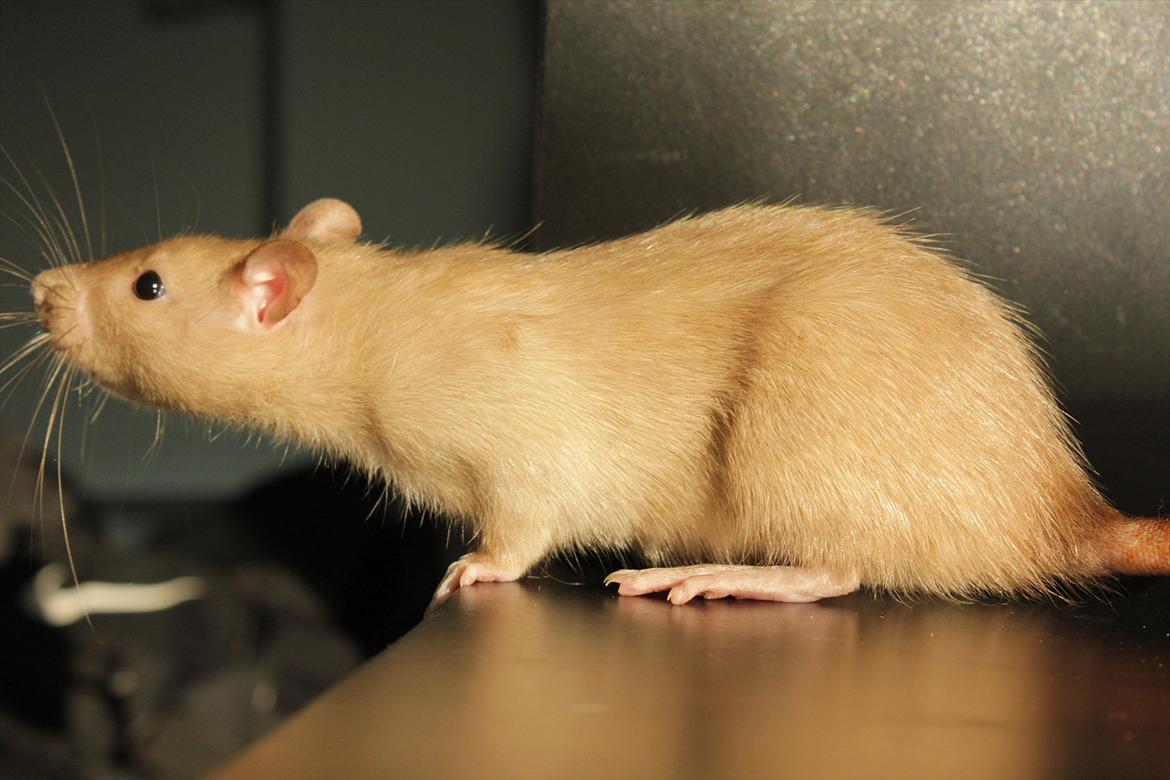 Tamrotte Mellieha Nessie billede 3