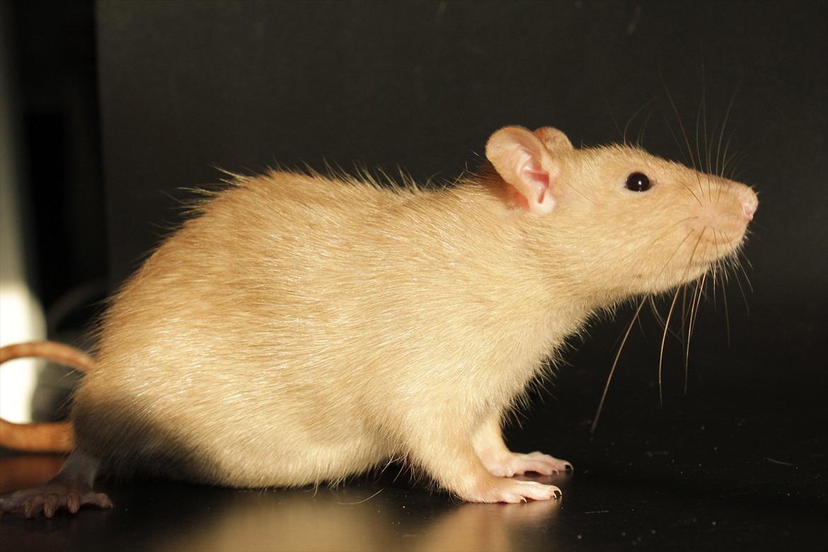 Tamrotte Mellieha Nessie billede 4