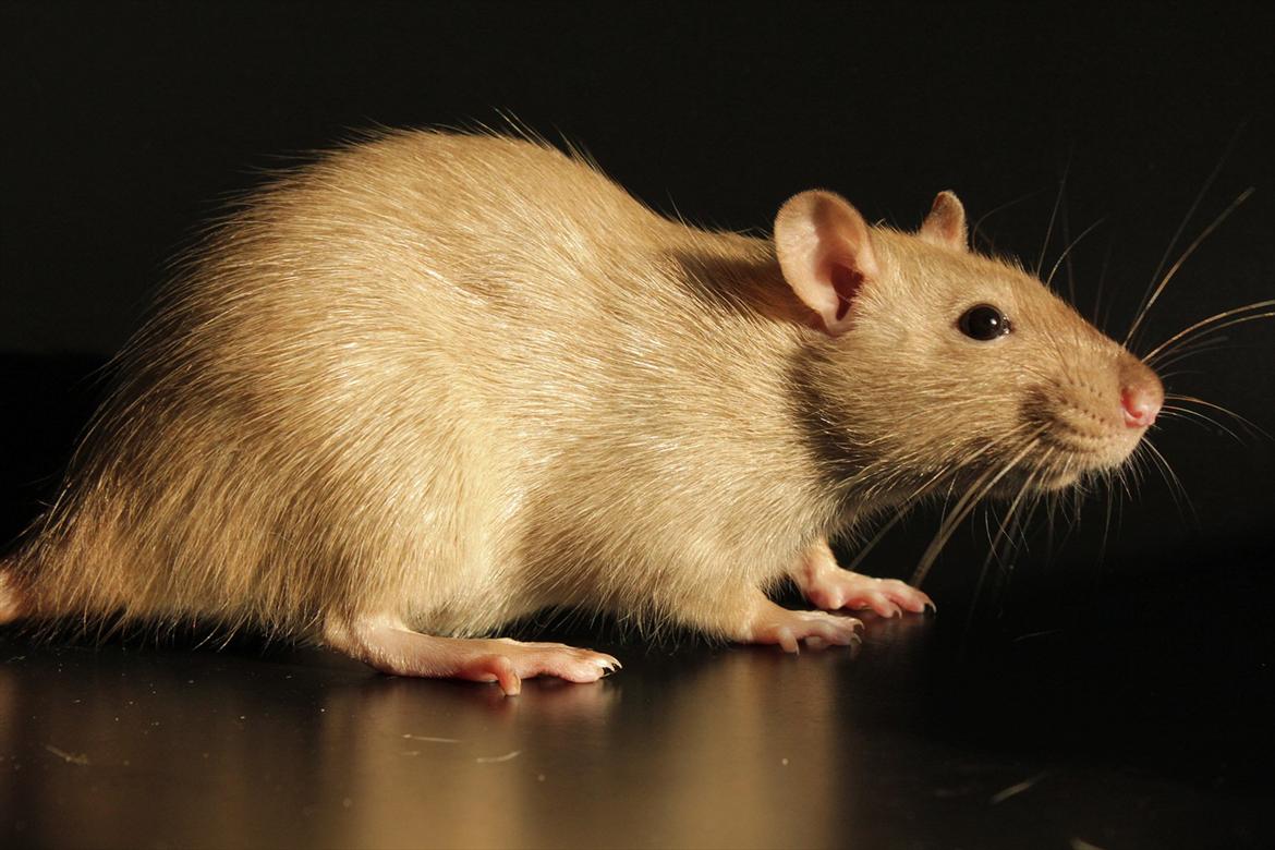 Tamrotte Mellieha Nessie billede 1