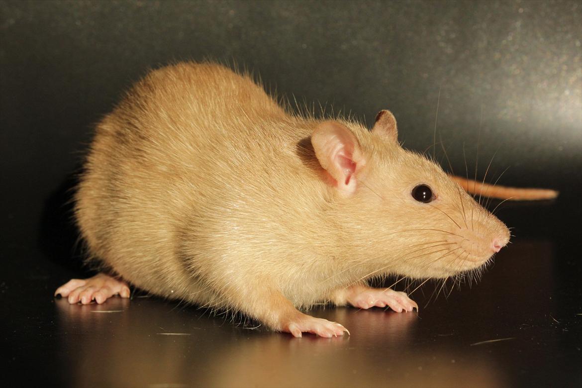 Tamrotte Mellieha Nessie billede 2