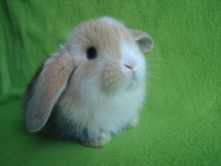 Kanin Afrodites Fonzie - Fonzie 31 dage gammel billede 13