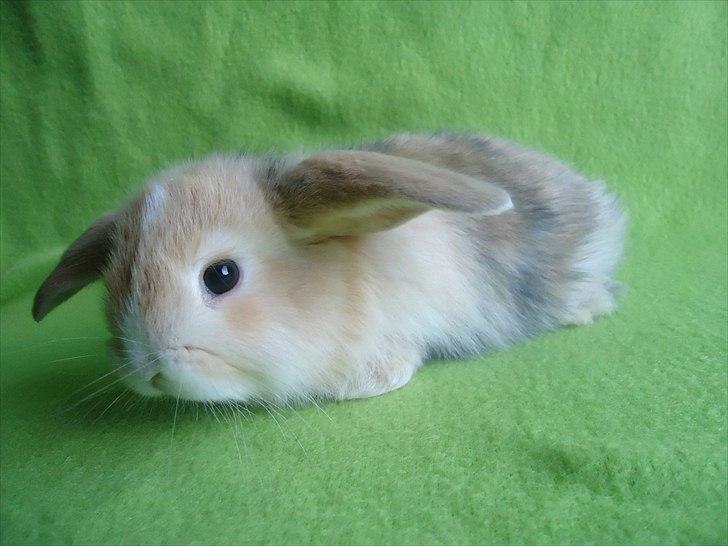 Kanin Afrodites Fonzie - Fonzie 31 dage gammel billede 15