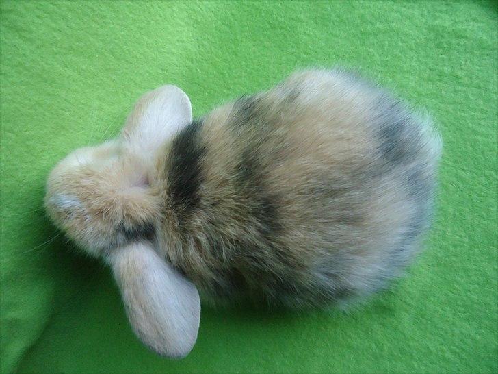 Kanin Afrodites Fonzie - Fonzie 31 dage gammel billede 16