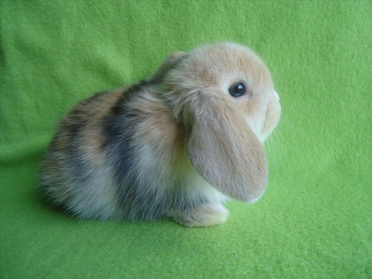 Kanin Afrodites Fonzie - Fonzie 31 dage gammel billede 14