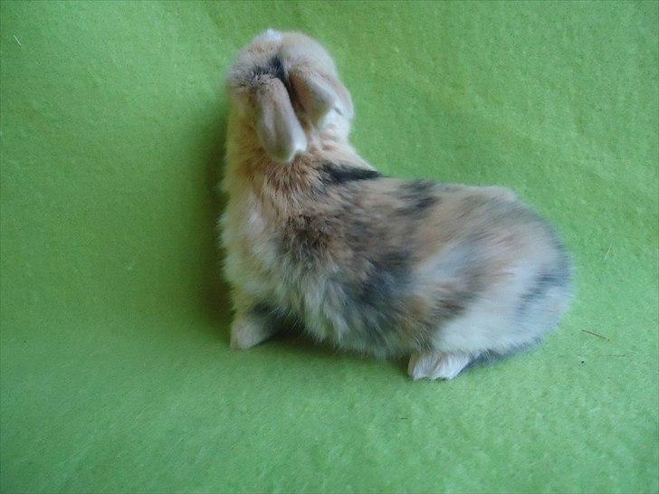 Kanin Afrodites Fonzie - Fonzie 18 dage gammel billede 20