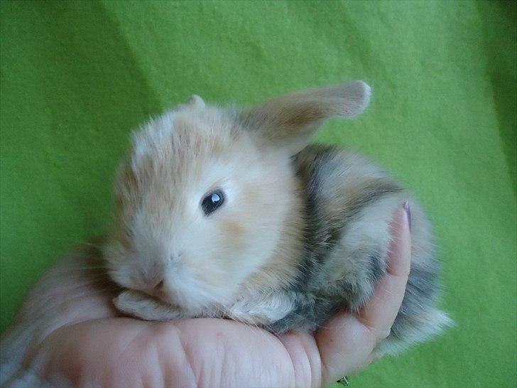 Kanin Afrodites Fonzie - Fonzie 18 dage gammel billede 19