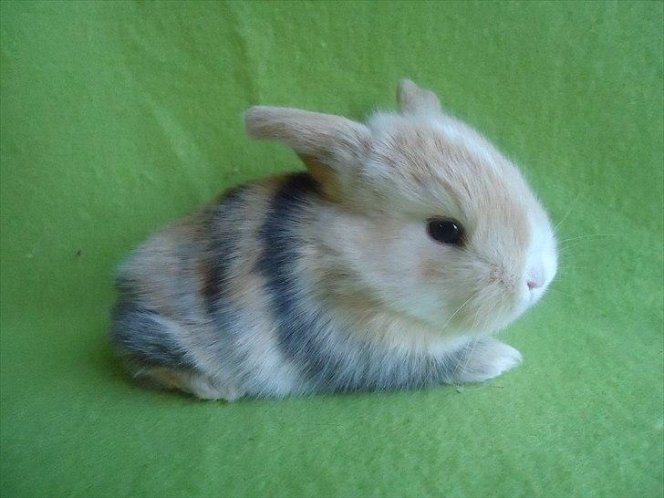 Kanin Afrodites Fonzie - Fonzie 18 dage gammel billede 18