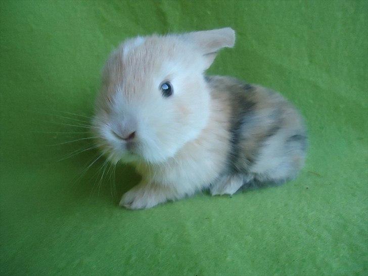 Kanin Afrodites Fonzie - Fonzie 18 dage gammel billede 17