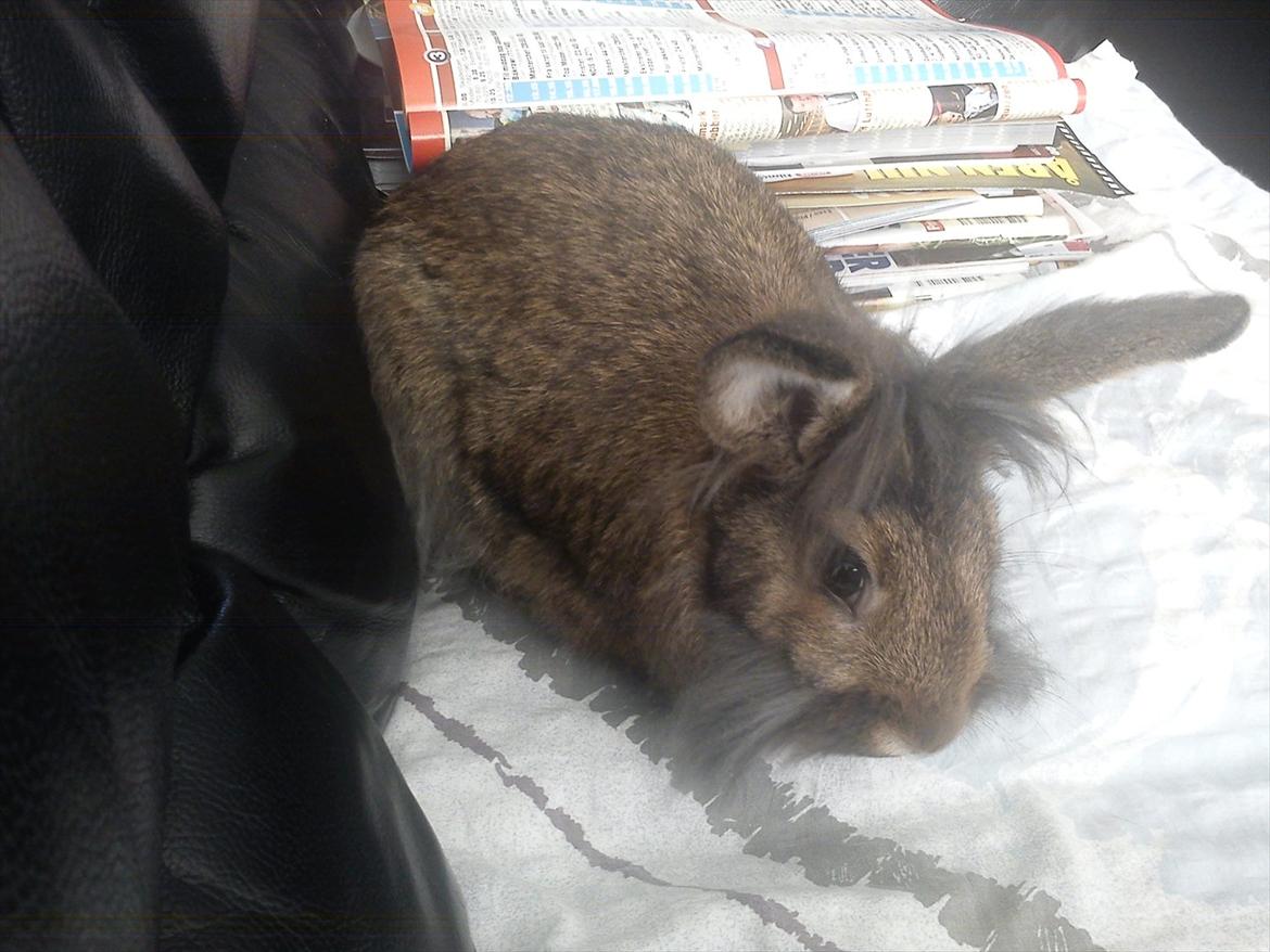 Kanin Ninus billede 2