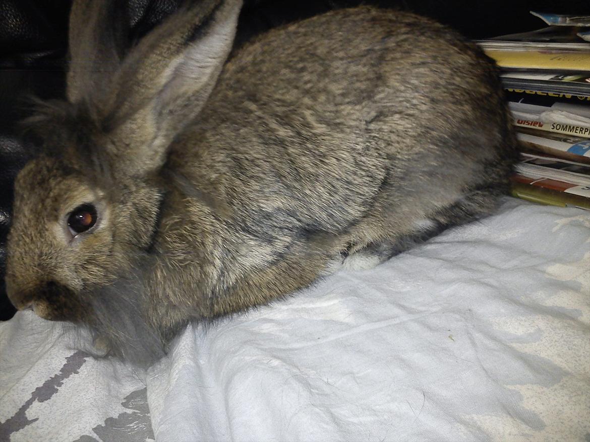 Kanin Ninus billede 3