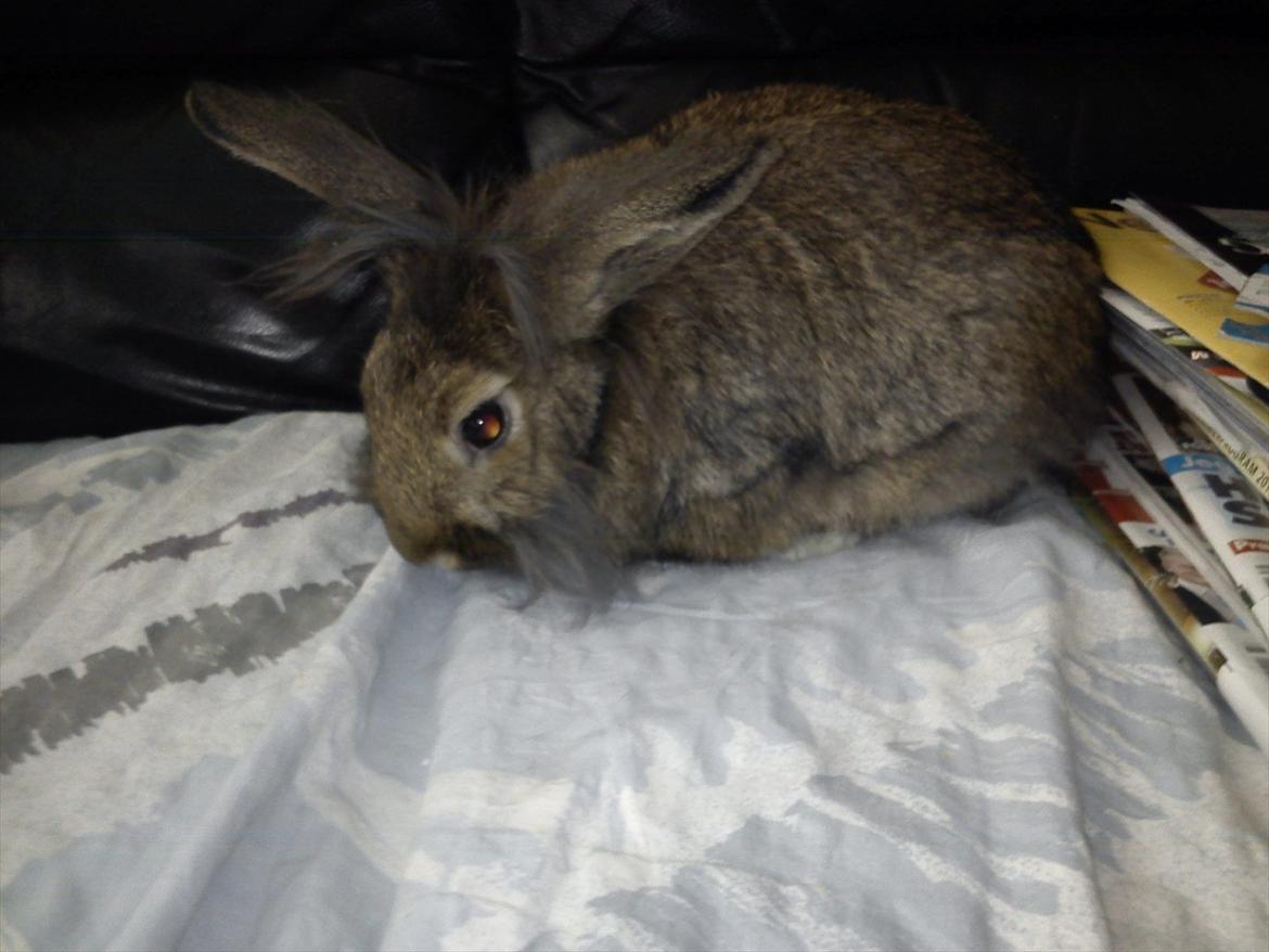 Kanin Ninus billede 4