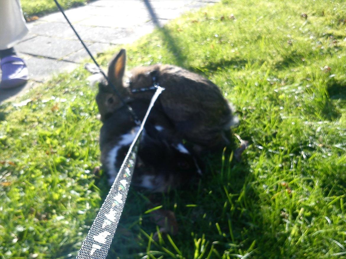 Kanin Ninus billede 5