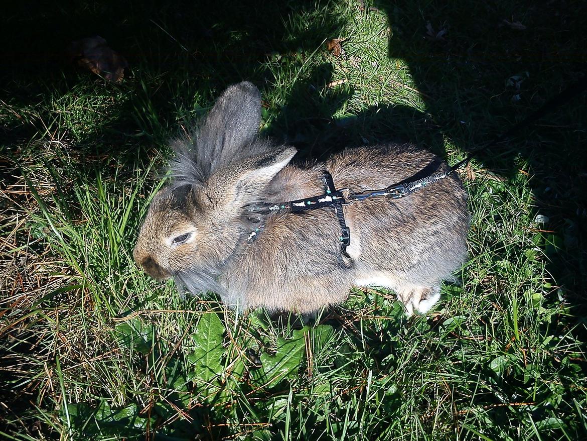 Kanin Ninus billede 6