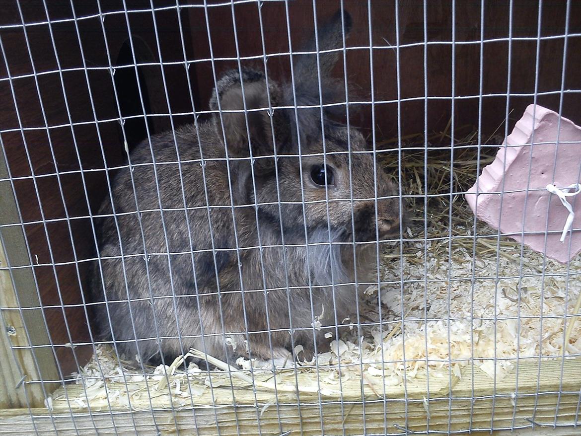 Kanin Ninus billede 7