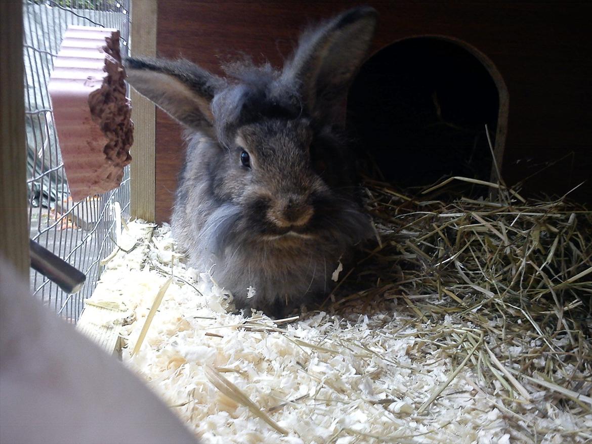 Kanin Ninus billede 8