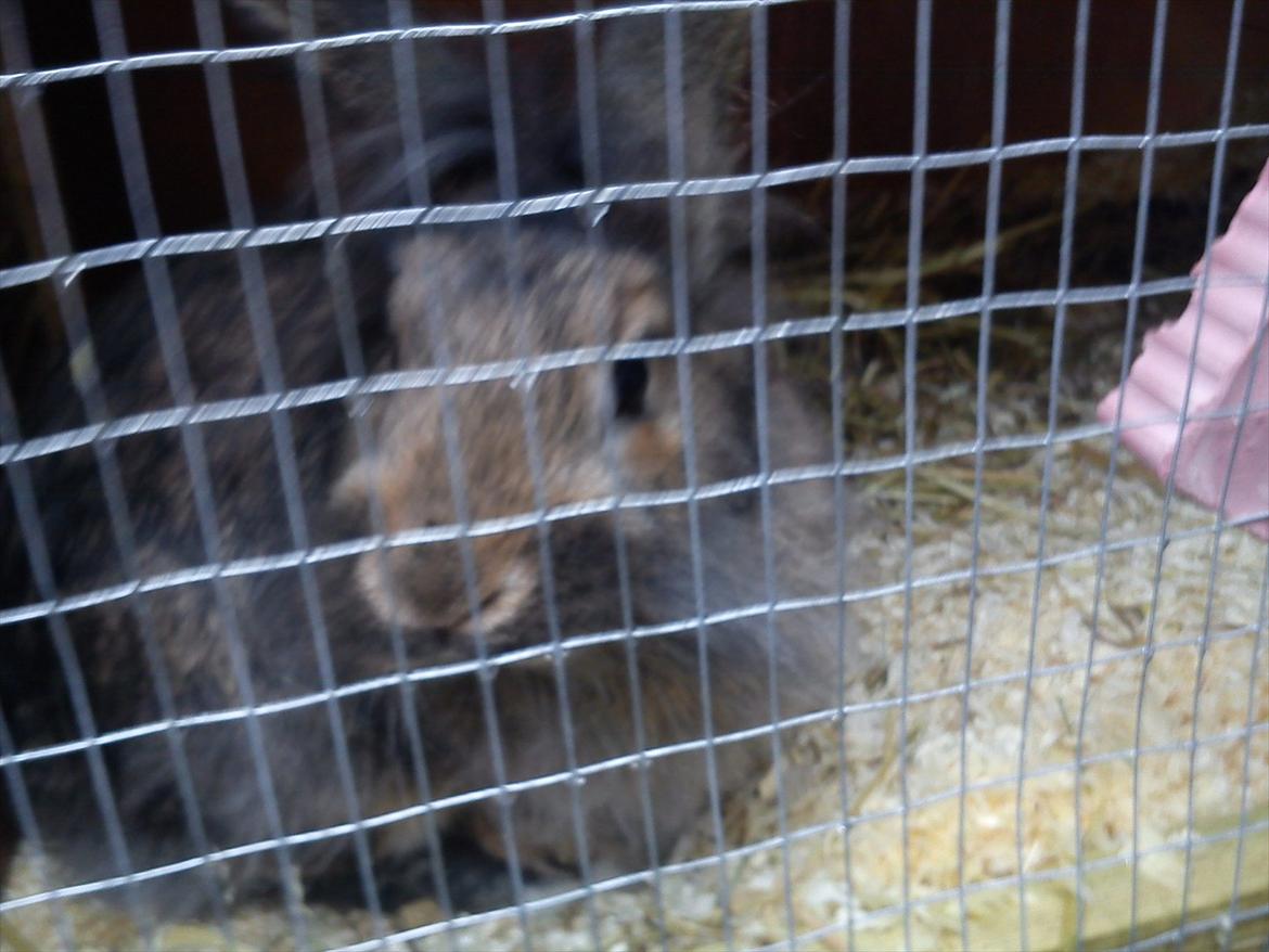 Kanin Ninus billede 9