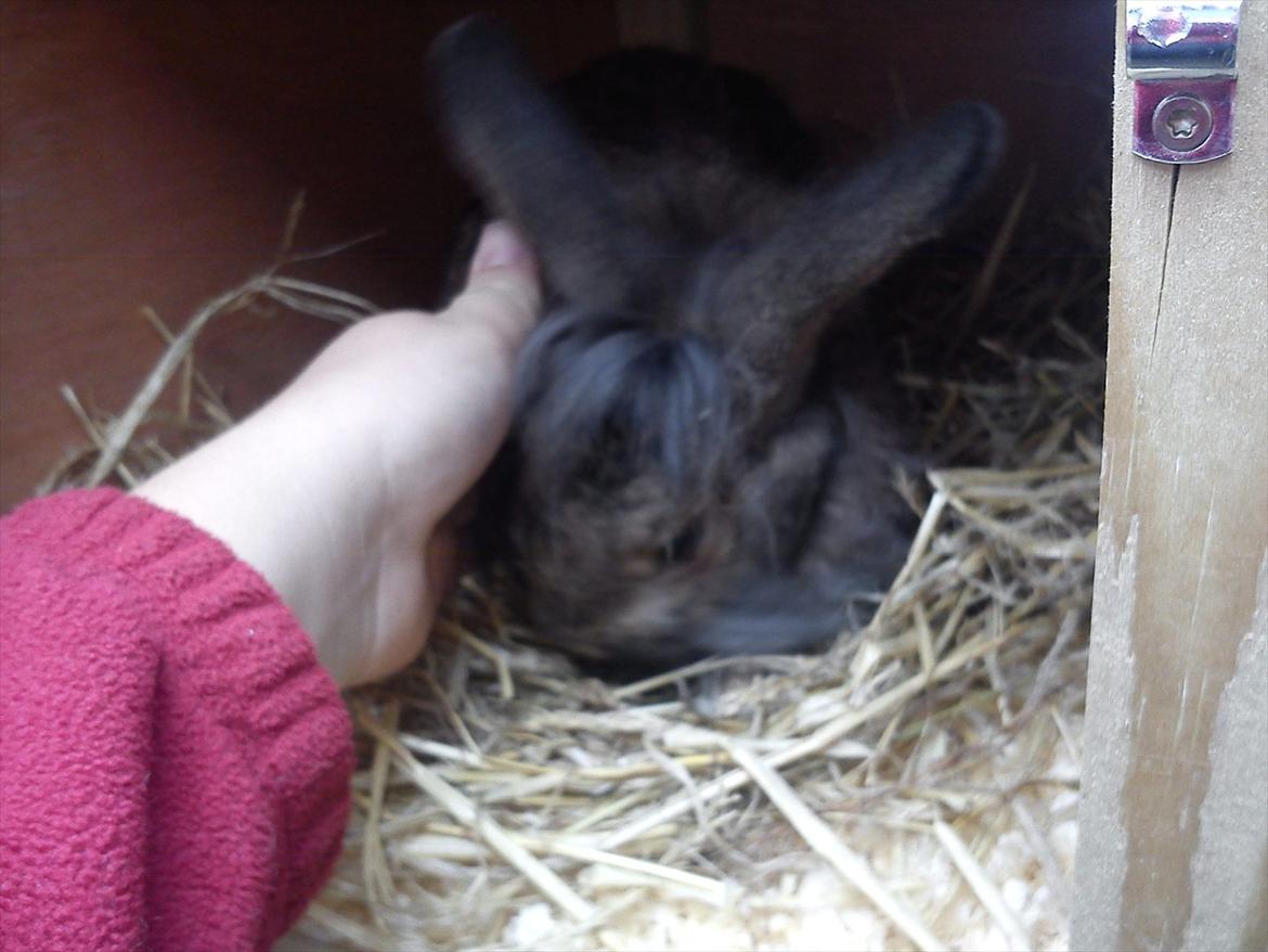 Kanin Ninus billede 10