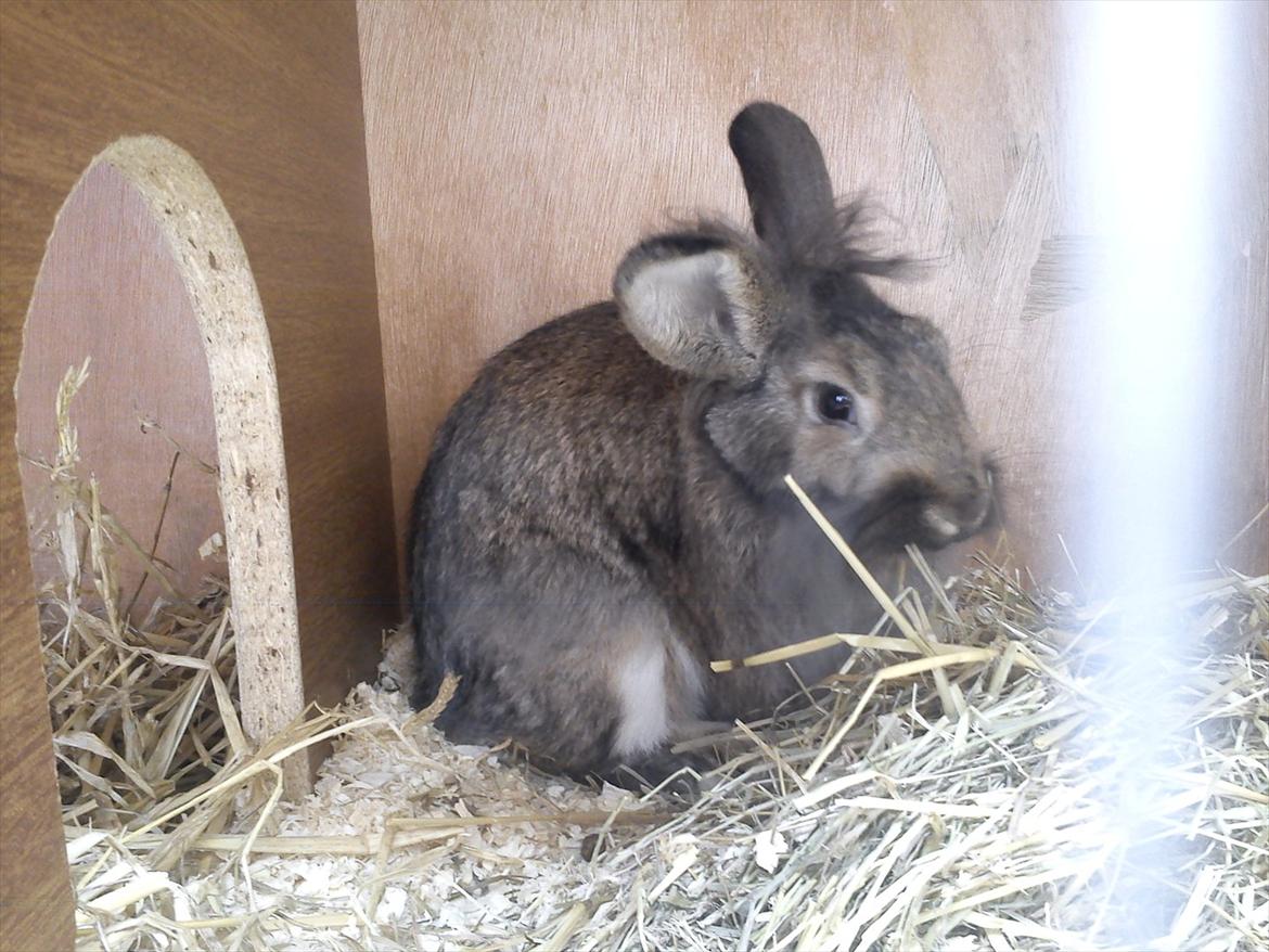 Kanin Ninus billede 11